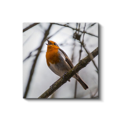 Şarkı Söyleyen Kızılgerdan - Dal Üzerinde Neşeli Kuş Kanvas Tablo