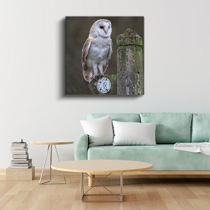 Peçeli Baykuş - Ahşap Çitte Bilge Bakışlar Kanvas Tablo