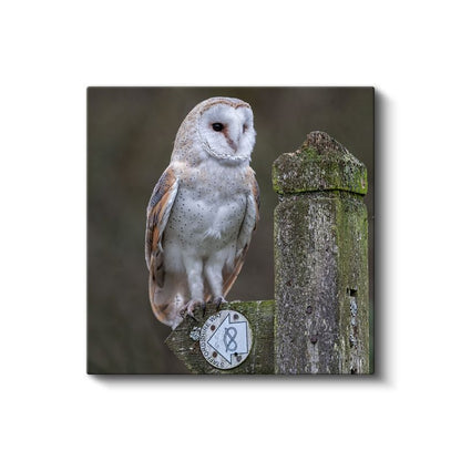 Peçeli Baykuş - Ahşap Çitte Bilge Bakışlar Kanvas Tablo