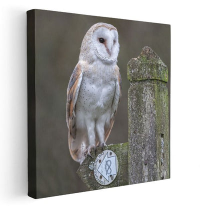 Peçeli Baykuş - Ahşap Çitte Bilge Bakışlar Kanvas Tablo