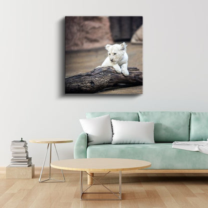 Beyaz Aslan Yavrusu - Kütük Üzerinde Masum Bakışlar Kanvas Tablo