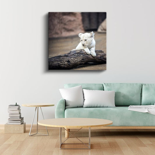 Beyaz Aslan Yavrusu - Kütük Üzerinde Masum Bakışlar Kanvas Tablo