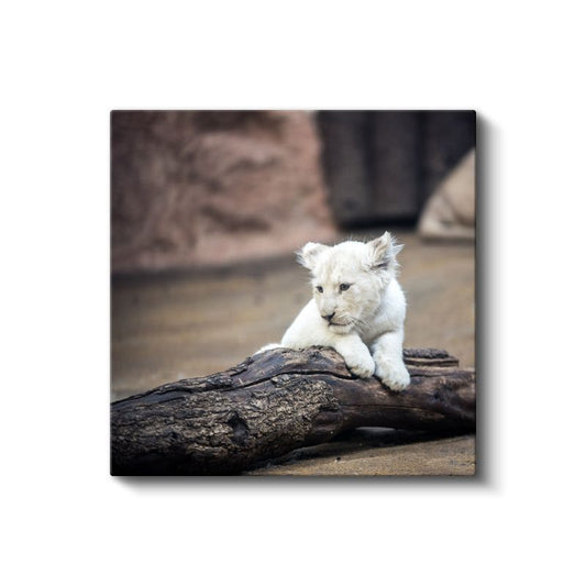 Beyaz Aslan Yavrusu - Kütük Üzerinde Masum Bakışlar Kanvas Tablo
