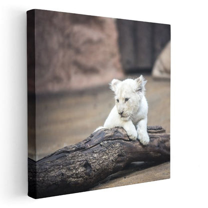 Beyaz Aslan Yavrusu - Kütük Üzerinde Masum Bakışlar Kanvas Tablo