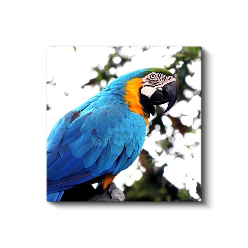 Mavi-Sarı Ara Papağanı - Tropikal Ormanların Renkli Sakini Kanvas Tablo