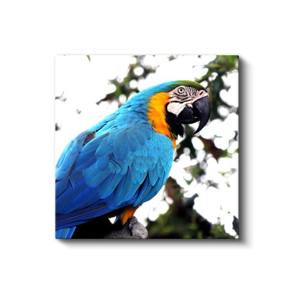 Mavi-Sarı Ara Papağanı - Tropikal Ormanların Renkli Sakini Kanvas Tablo