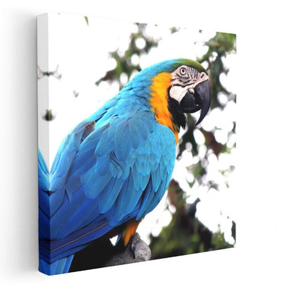 Mavi-Sarı Ara Papağanı - Tropikal Ormanların Renkli Sakini Kanvas Tablo