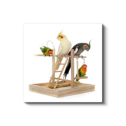 Renkli Muhabbet Kuşları - Oyun Parkında Neşeli Dostlar Kanvas Tablo