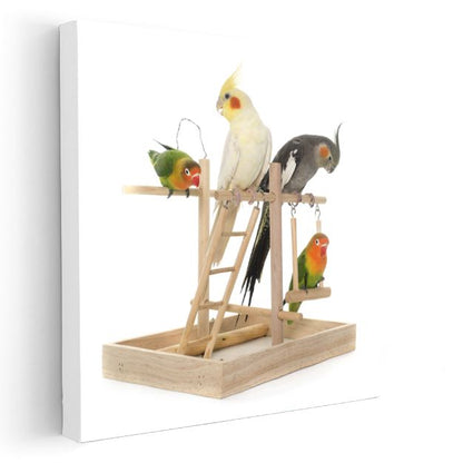 Renkli Muhabbet Kuşları - Oyun Parkında Neşeli Dostlar Kanvas Tablo