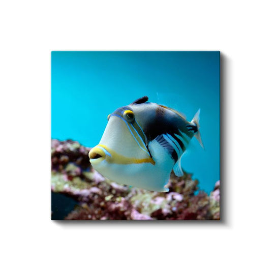 Tropikal Tetik Balığı - Mercan Resiflerinin Zarif Yüzücüsü Kanvas Tablo
