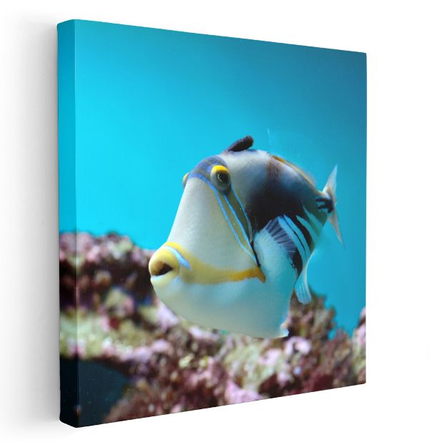 Tropikal Tetik Balığı - Mercan Resiflerinin Zarif Yüzücüsü Kanvas Tablo