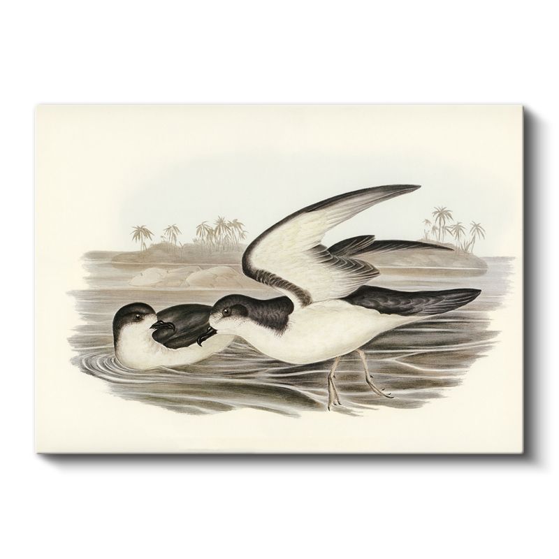 Vintage Deniz Kuşları - Sahilde Kanat Çırpan İkili Kanvas Tablo
