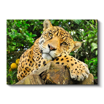 Ağaç Kütüğündeki Jaguar - Yağmur Ormanlarının Benekli Avcısı Kanvas Tablo