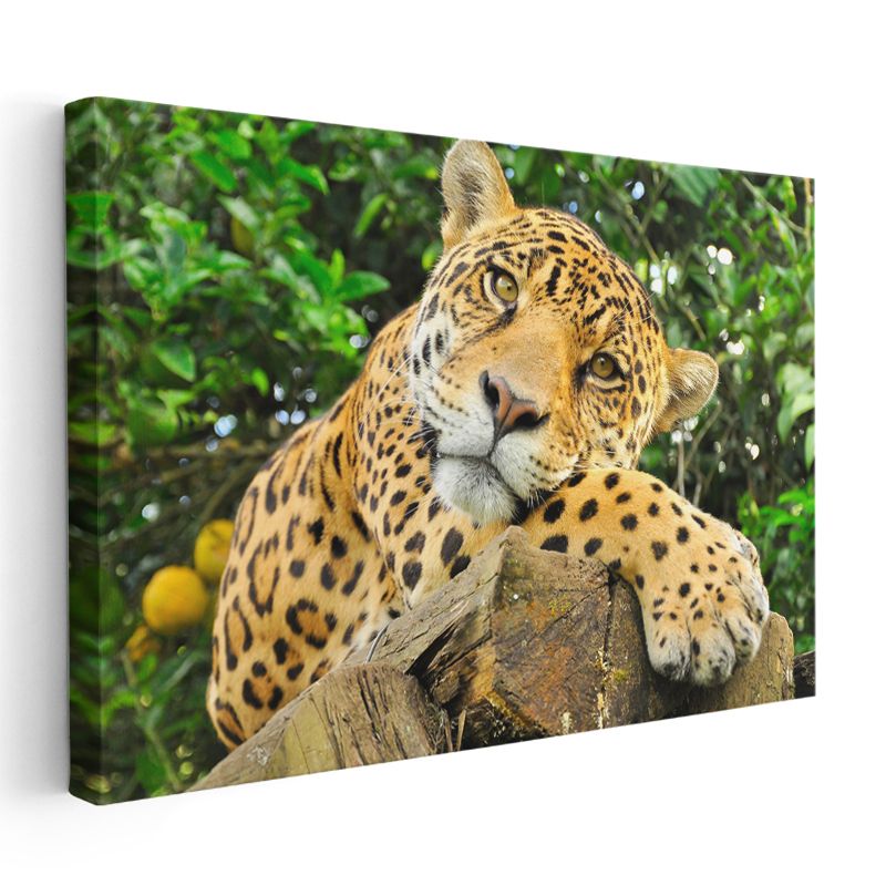 Ağaç Kütüğündeki Jaguar - Yağmur Ormanlarının Benekli Avcısı Kanvas Tablo