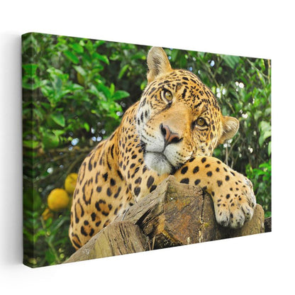 Ağaç Kütüğündeki Jaguar - Yağmur Ormanlarının Benekli Avcısı Kanvas Tablo