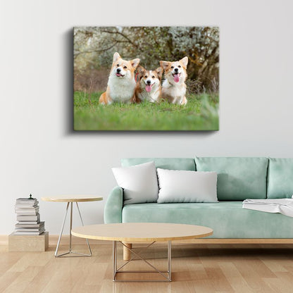Corgi Üçlüsü - Çimenlerde Neşeli Dostlar Kanvas Tablo