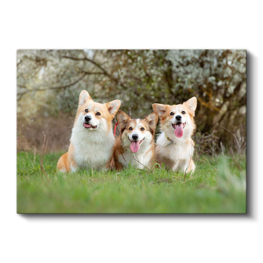 Corgi Üçlüsü - Çimenlerde Neşeli Dostlar Kanvas Tablo