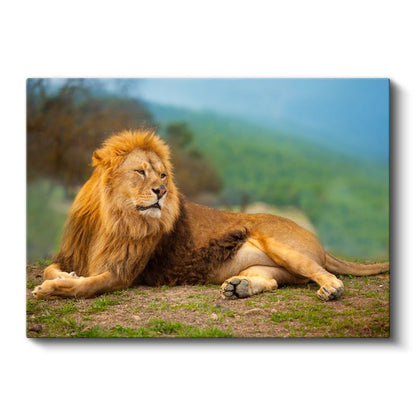 Dinlenen Aslan - Savanada Huzurlu Anlar Kanvas Tablo