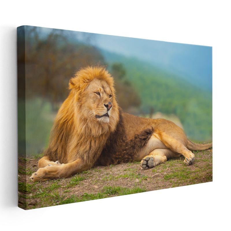 Dinlenen Aslan - Savanada Huzurlu Anlar Kanvas Tablo