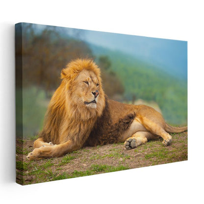 Dinlenen Aslan - Savanada Huzurlu Anlar Kanvas Tablo
