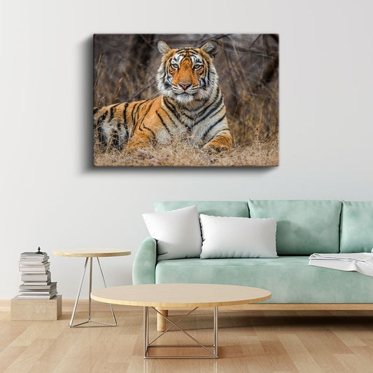 Bengal Kaplanı - Kuru Otlar Arasında Asil Duruş Kanvas Tablo