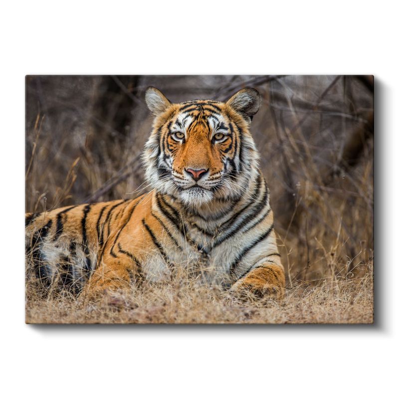Bengal Kaplanı - Kuru Otlar Arasında Asil Duruş Kanvas Tablo