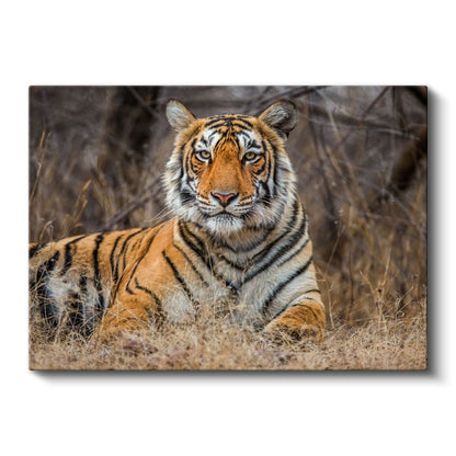 Bengal Kaplanı - Kuru Otlar Arasında Asil Duruş Kanvas Tablo