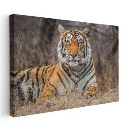 Bengal Kaplanı - Kuru Otlar Arasında Asil Duruş Kanvas Tablo