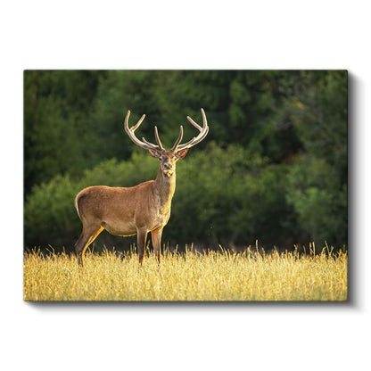 Boynuzlu Geyik - Altın Sarısı Çayırda Heybetli Bekleyiş Kanvas Tablo