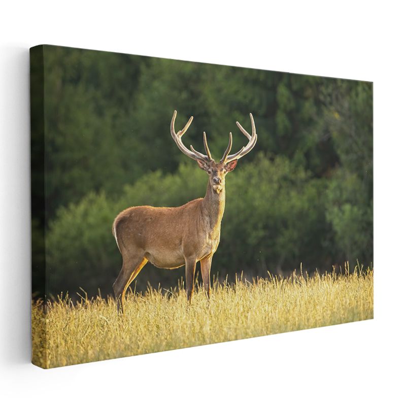 Boynuzlu Geyik - Altın Sarısı Çayırda Heybetli Bekleyiş Kanvas Tablo
