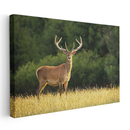 Boynuzlu Geyik - Altın Sarısı Çayırda Heybetli Bekleyiş Kanvas Tablo