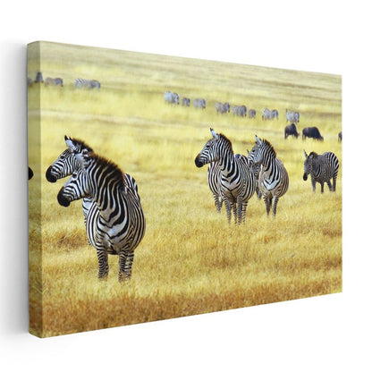 Zebra Sürüsü - Altın Sarısı Çayırlarda Afrika Vahşi Yaşamı Kanvas Tablo