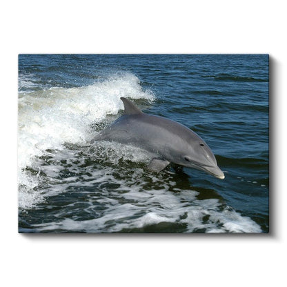 Özgür Yunus - Dalgalar Arasında Dans Eden Deniz Memelisi Kanvas Tablo