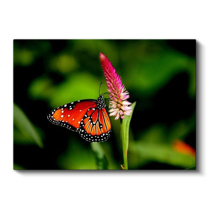 Kral Kelebeği - Turuncu Kanatları Açık Nektar Avcısı Kanvas Tablo