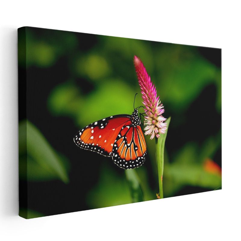 Kral Kelebeği - Turuncu Kanatları Açık Nektar Avcısı Kanvas Tablo