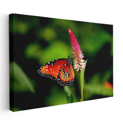 Kral Kelebeği - Turuncu Kanatları Açık Nektar Avcısı Kanvas Tablo