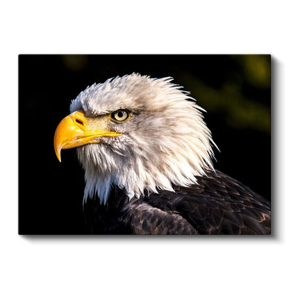 Kartal Profili - Sarı Gagalı Yırtıcı Kuş Yakın Çekim Kanvas Tablo