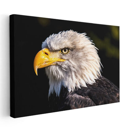 Kartal Profili - Sarı Gagalı Yırtıcı Kuş Yakın Çekim Kanvas Tablo