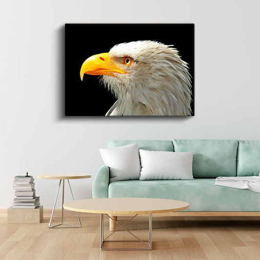 Kartal Bakışı - Siyah Fonda Beyaz Başlı Avcı Kuş Kanvas Tablo