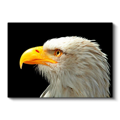 Kartal Bakışı - Siyah Fonda Beyaz Başlı Avcı Kuş Kanvas Tablo