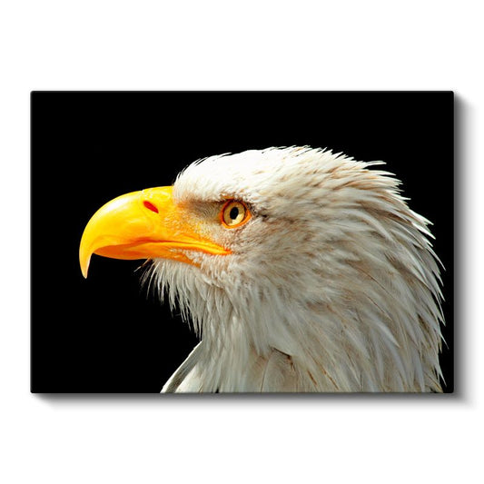 Kartal Bakışı - Siyah Fonda Beyaz Başlı Avcı Kuş Kanvas Tablo