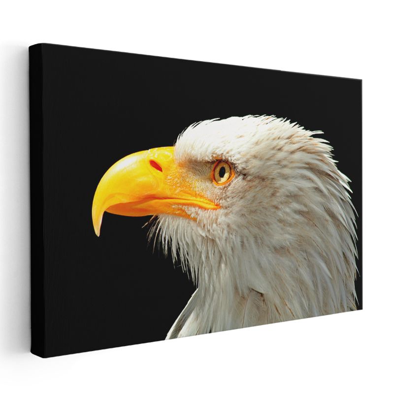 Kartal Bakışı - Siyah Fonda Beyaz Başlı Avcı Kuş Kanvas Tablo