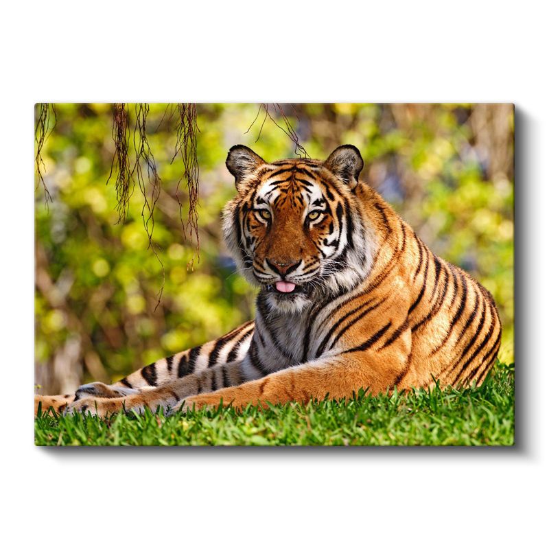 Dinlenen Kaplan - Çimenlerde Uzanan Çizgili Yırtıcı Kanvas Tablo