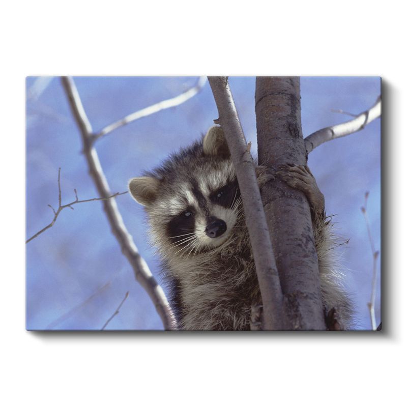 Meraklı Rakun - Ağaç Dalında Bekleyen Maskeli Yüzlü Kanvas Tablo