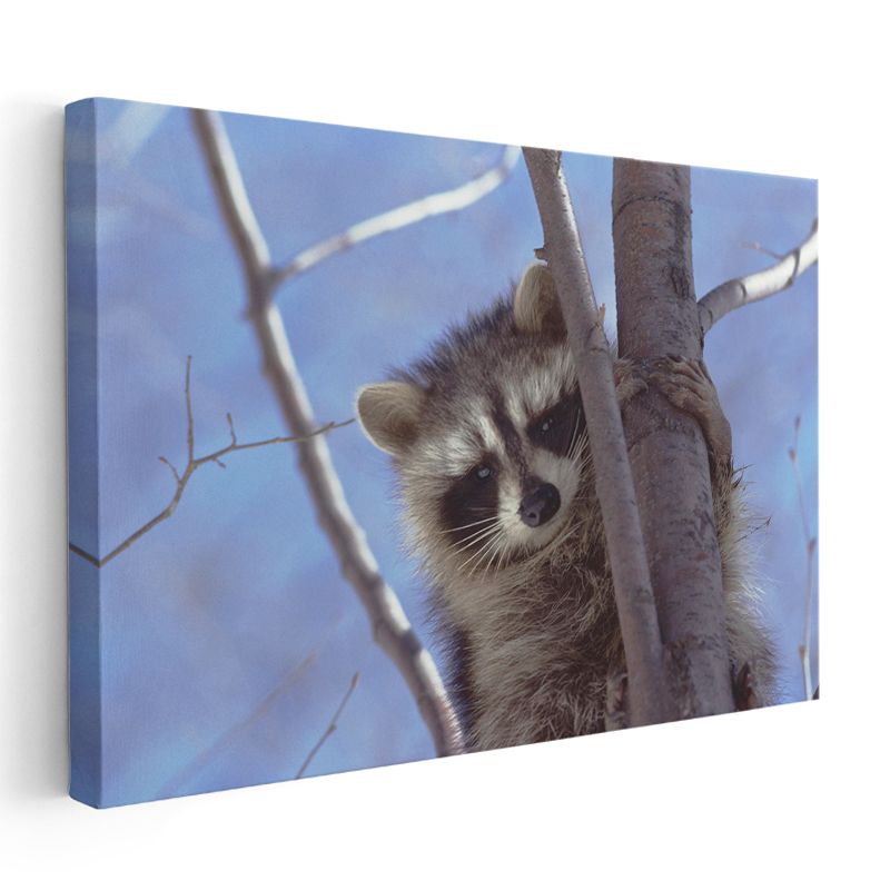 Meraklı Rakun - Ağaç Dalında Bekleyen Maskeli Yüzlü Kanvas Tablo