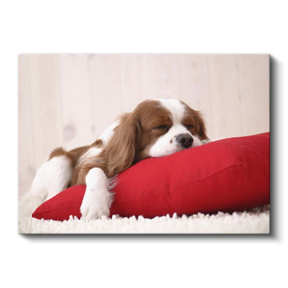 Uykucu Köpek - Kırmızı Yastıkta Huzurlu Cavalier Spaniel Kanvas Tablo
