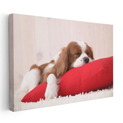 Uykucu Köpek - Kırmızı Yastıkta Huzurlu Cavalier Spaniel Kanvas Tablo