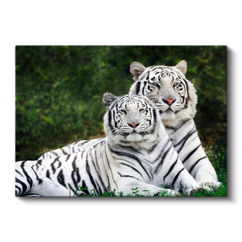 Beyaz Kaplanlar - Yan Yana Uzanan Çizgili İkili Kanvas Tablo