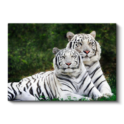 Beyaz Kaplanlar - Yan Yana Uzanan Çizgili İkili Kanvas Tablo