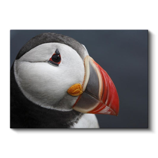 Deniz Papağanı - Renkli Gagalı Okyanus Kuşu Kanvas Tablo